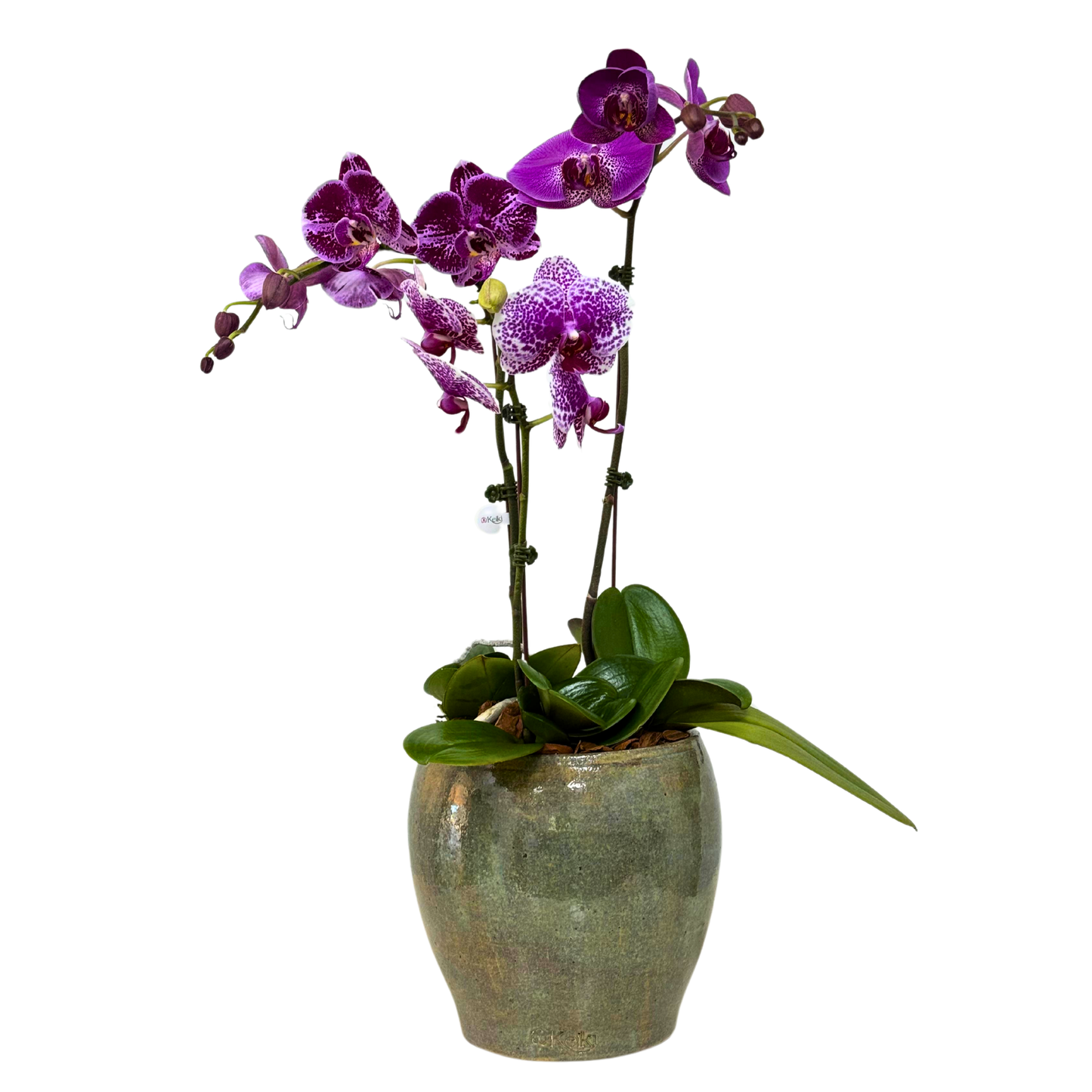 Arreglo de Orquídea - Cerámica Nacional Esmaltada  - 3 varas grandes