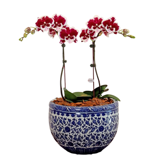Arreglo de Orquídea - Cerámica Premium - 2 varas grandes