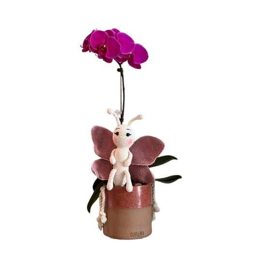 Arreglo de Orquídea - Nacimientos - 1 vara grande