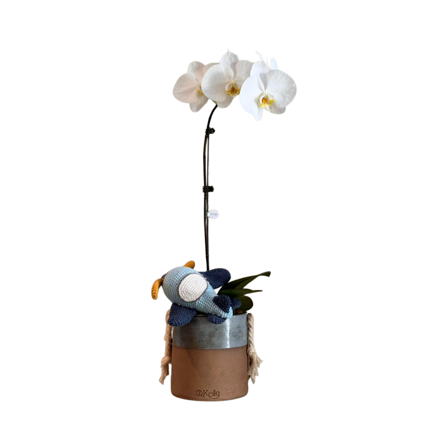 Arreglo de Orquídea - Nacimientos - 1 vara grande