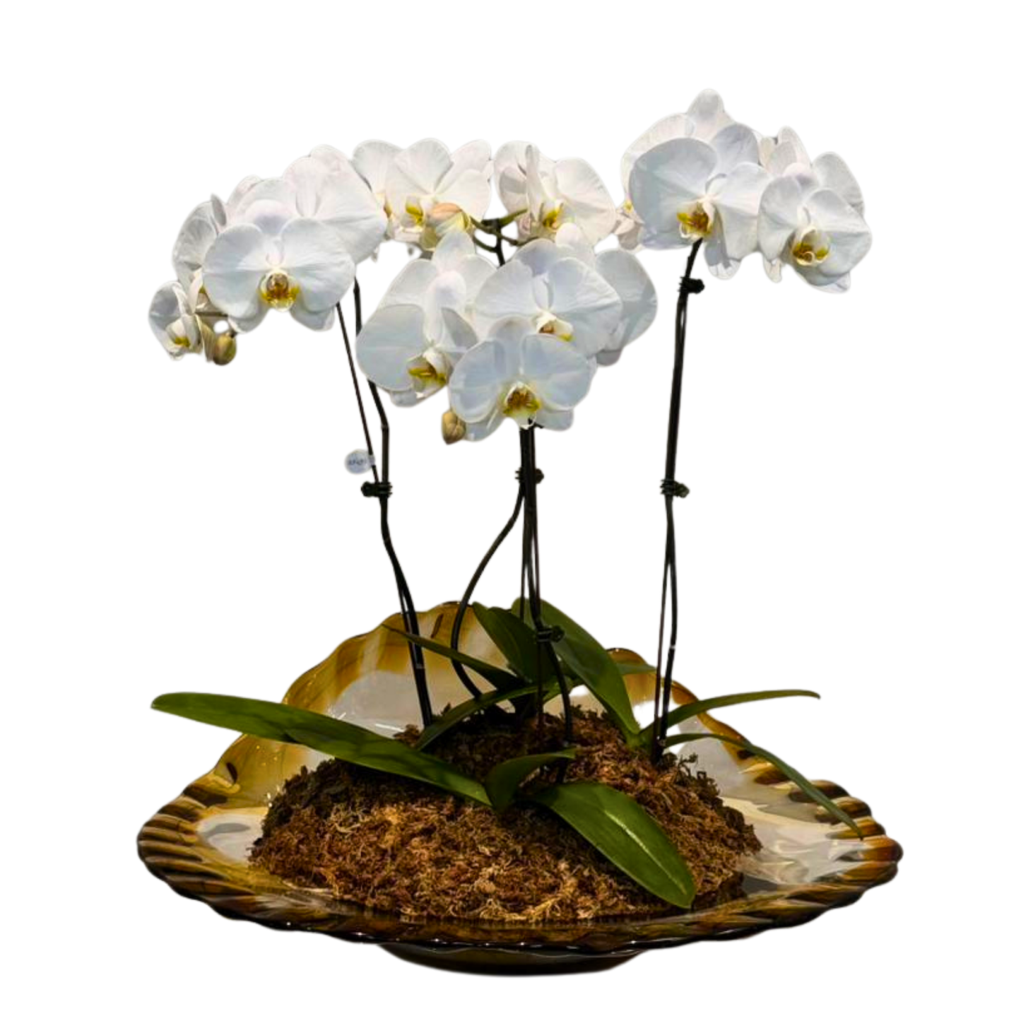 Arreglo de Orquídeas - Cristal de murano – 4 varas grandes