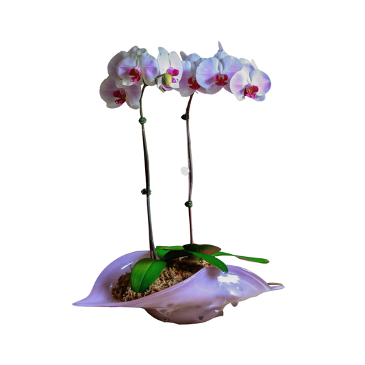 Arreglo de Orquídeas - Cristal de murano – 2 varas grandes