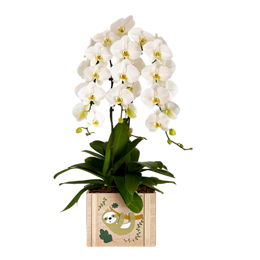 Arreglo de Orquídea - Bebé -  Caja jungle  – 3 varas premium