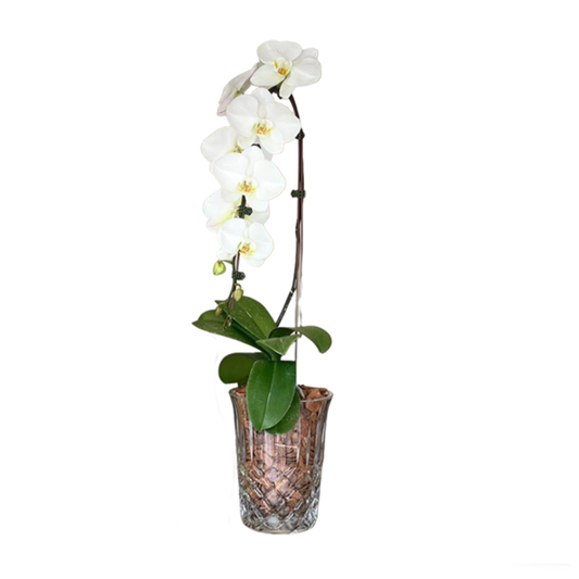 Arreglo de Orquídeas - Cristal Nachtman  – 1 vara premium