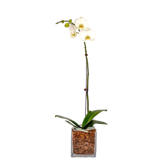 Arreglo de Orquídeas - Vidrio Cuadrado  – 1 vara grande