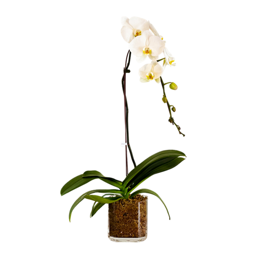 Arreglo de Orquídeas - Vidrio Octágono  – 1 vara premium