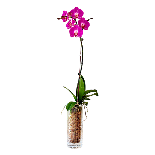 Arreglo de Orquídea -  Florero de vidrio - 1 vara Grande