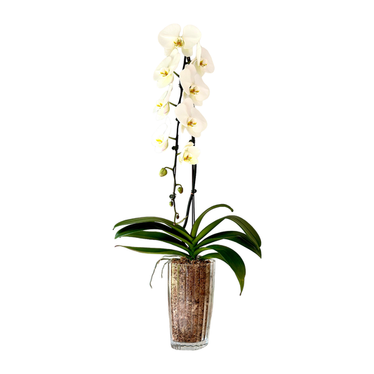 Arreglo de Orquídeas - Florero de vidrio jaspeado  – 1 vara premium