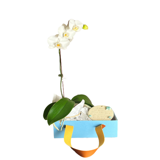 Arreglo de Orquídea - Bebé - Caja premium con cuerina - Celeste - 1 vara Mediana