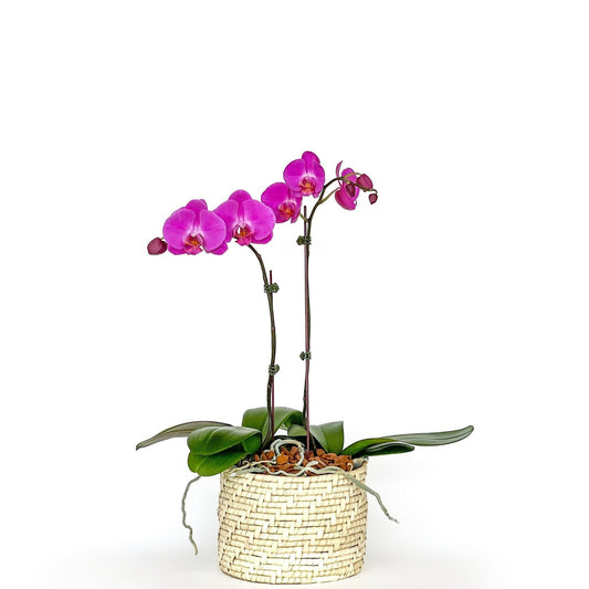 Arreglo de Orquídea - Karanday - 2 varas Grande