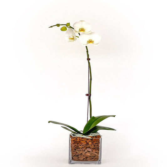 Arreglo de Orquídea - Vidrio Cuadrado - 1 vara Grande
