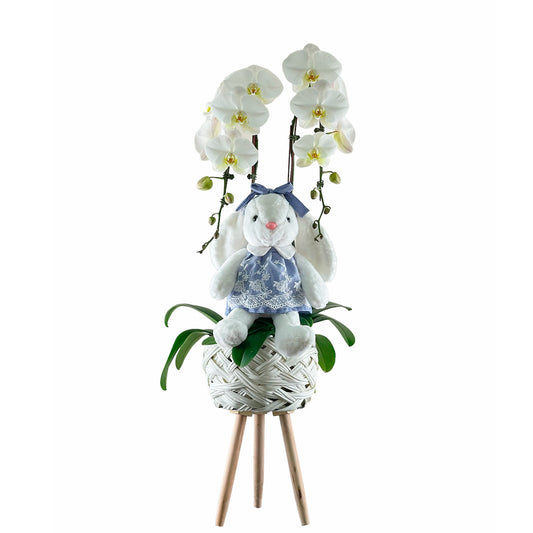 Arreglo de Orquídeas - Bebé - Coneja con vestido azul - 2 Varas Premium