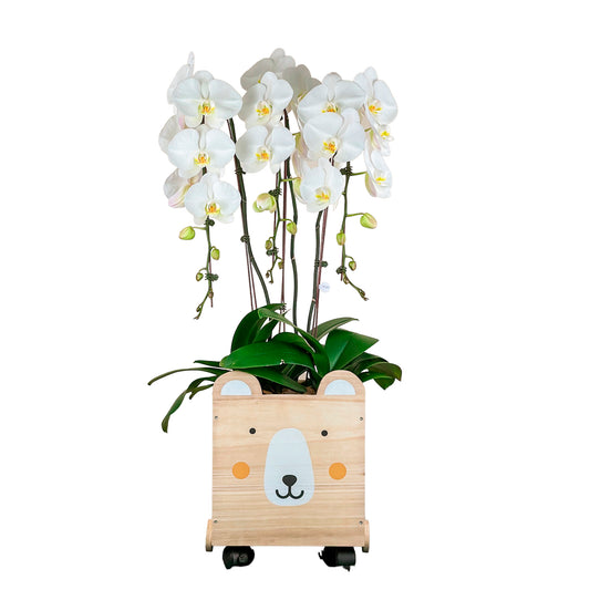 Arreglo de Orquídeas - Bebé - Cofre madera - 3 Varas Premium