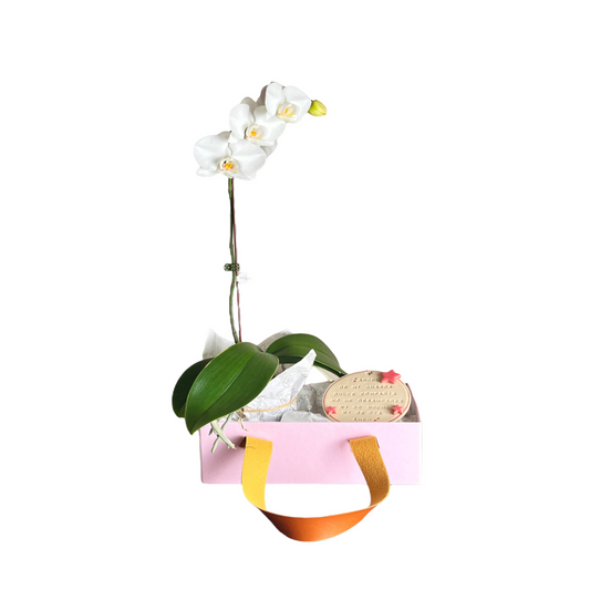 Arreglo de Orquídea - Bebé - Caja premium con cuerina - Rosa - 1 vara Mediana