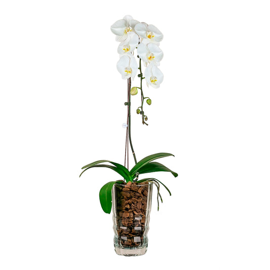 Arreglo de Orquídeas - Cristal Francés - 1 vara Premium