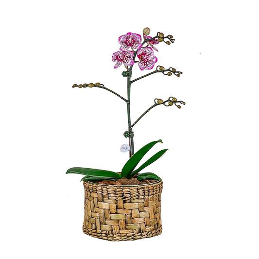 Arreglo de Orquídeas - Zinc & Totora - 1 vara Mini